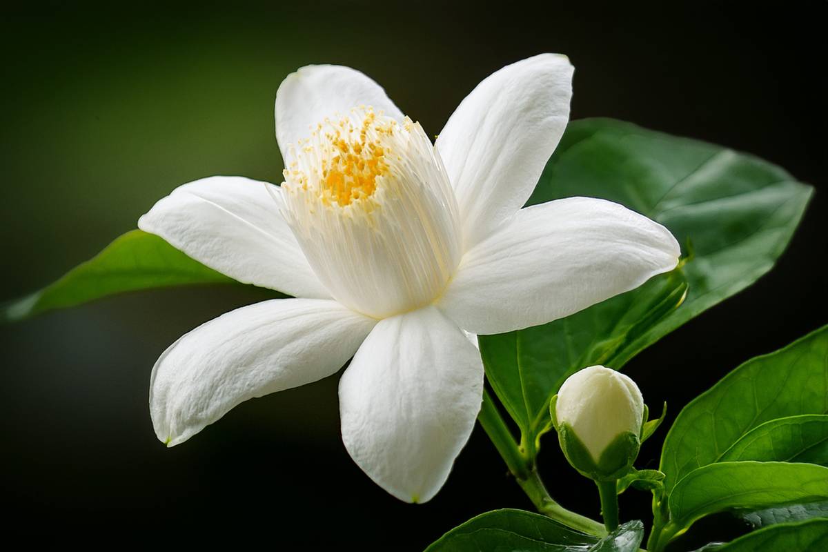 fiore di gelsomino