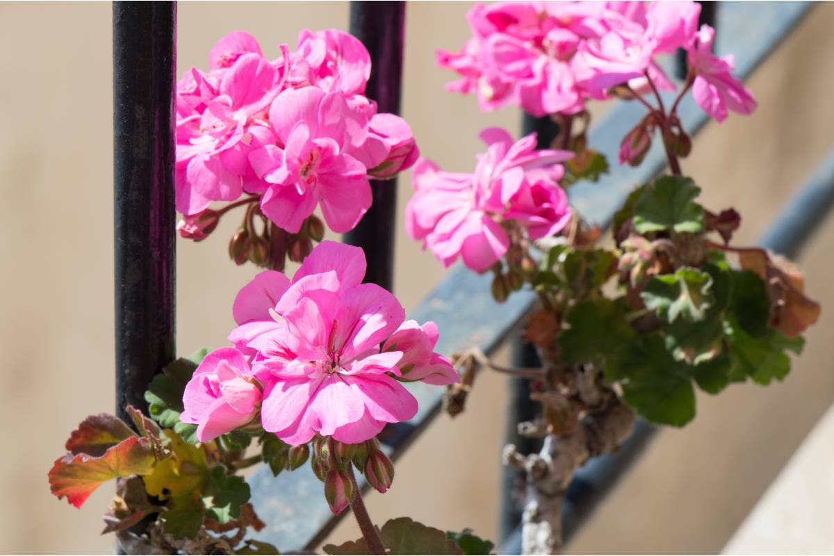 5 piante che resistono al vento sul balcone