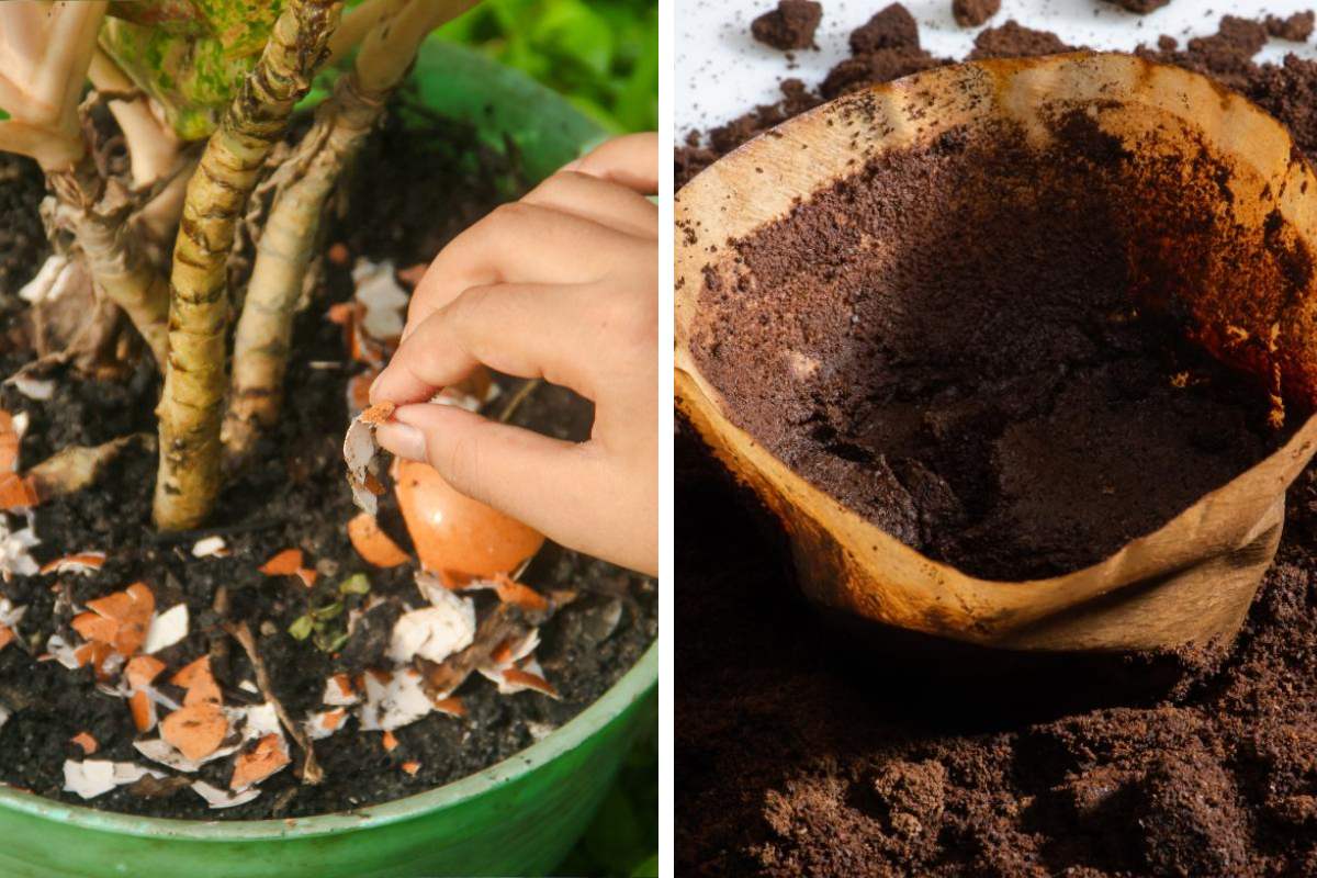 Le piante grasse dopo l'estate: come rinvigorirle