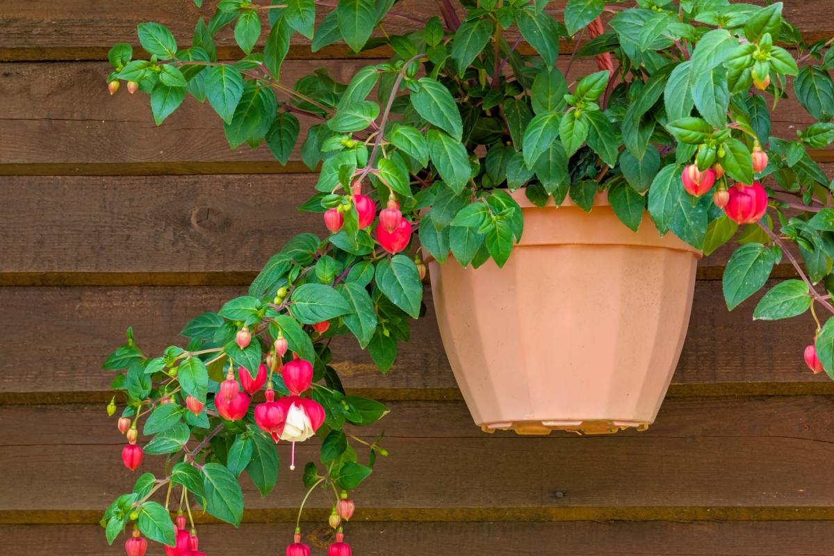 Come curare la fucsia per avere fioriture longeve