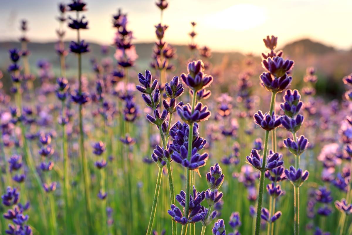 Come tagliare la lavanda dopo l'estate