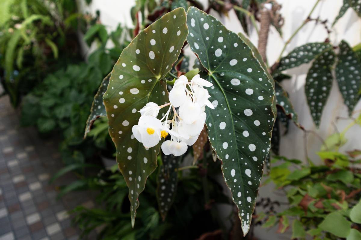Begonia maculata