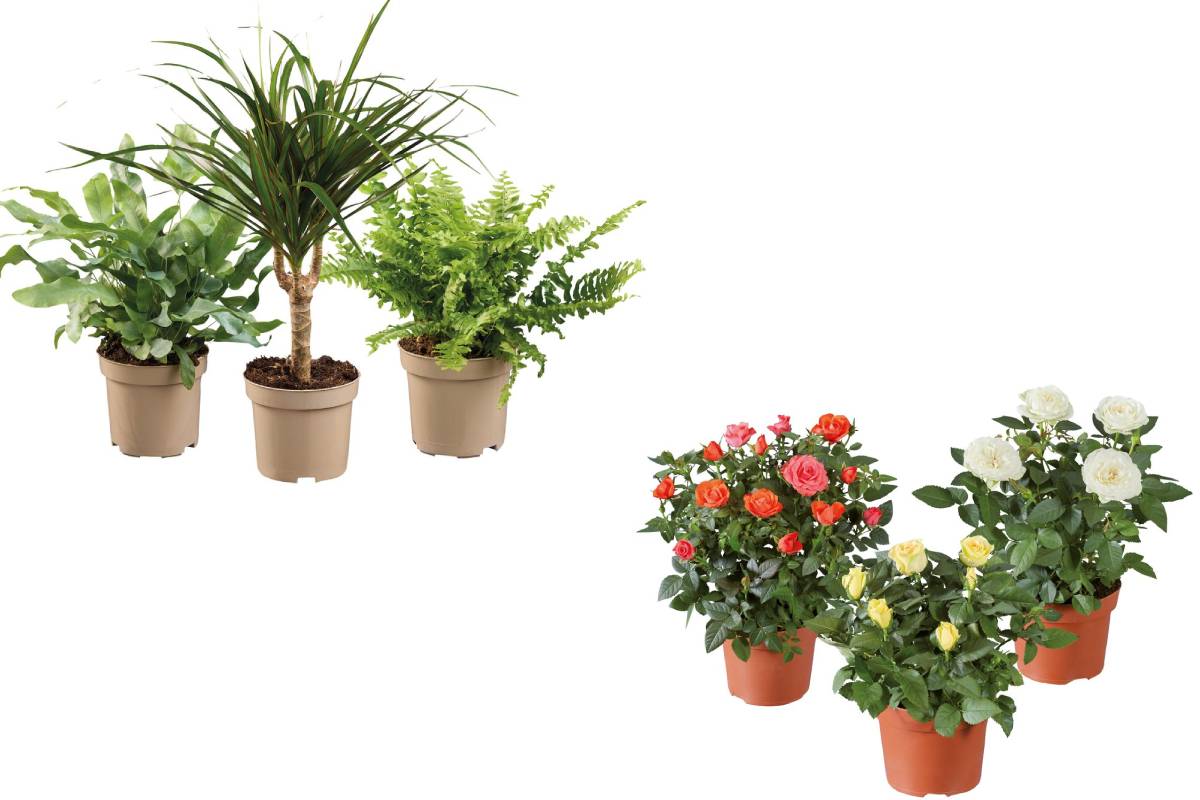 Piante verdi e rose da Lidl