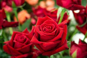 La pacciamatura delle rose
