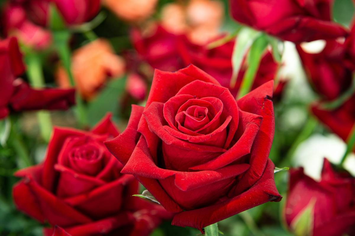 La pacciamatura delle rose