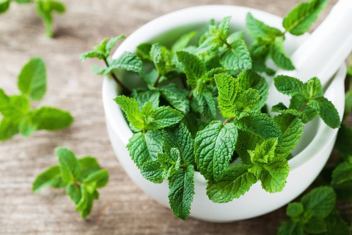 La moltiplicazione gratuita della menta: 
