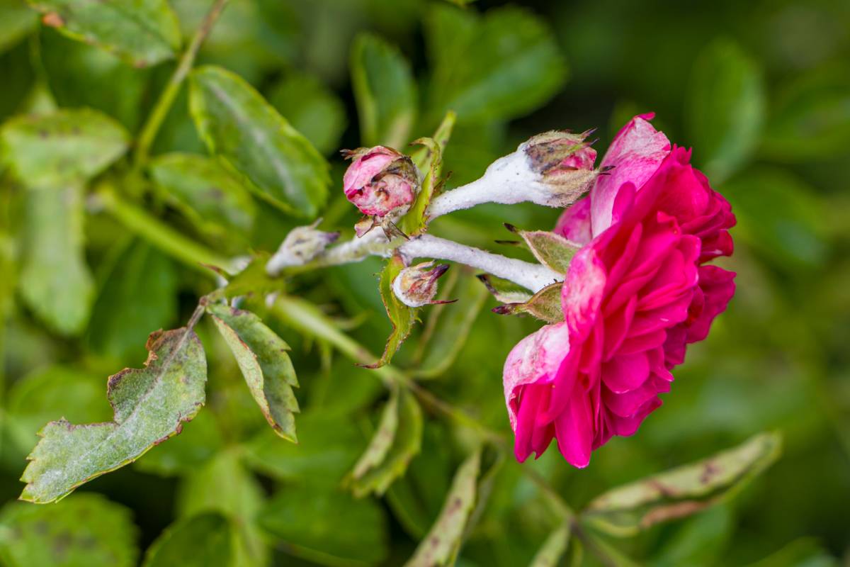 Ecco come evitare muffa e funghi sulle rose