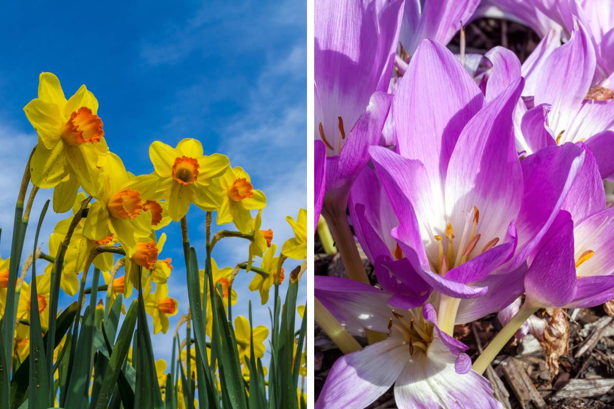 Bulbi da piantare ora che fioriscono in primavera