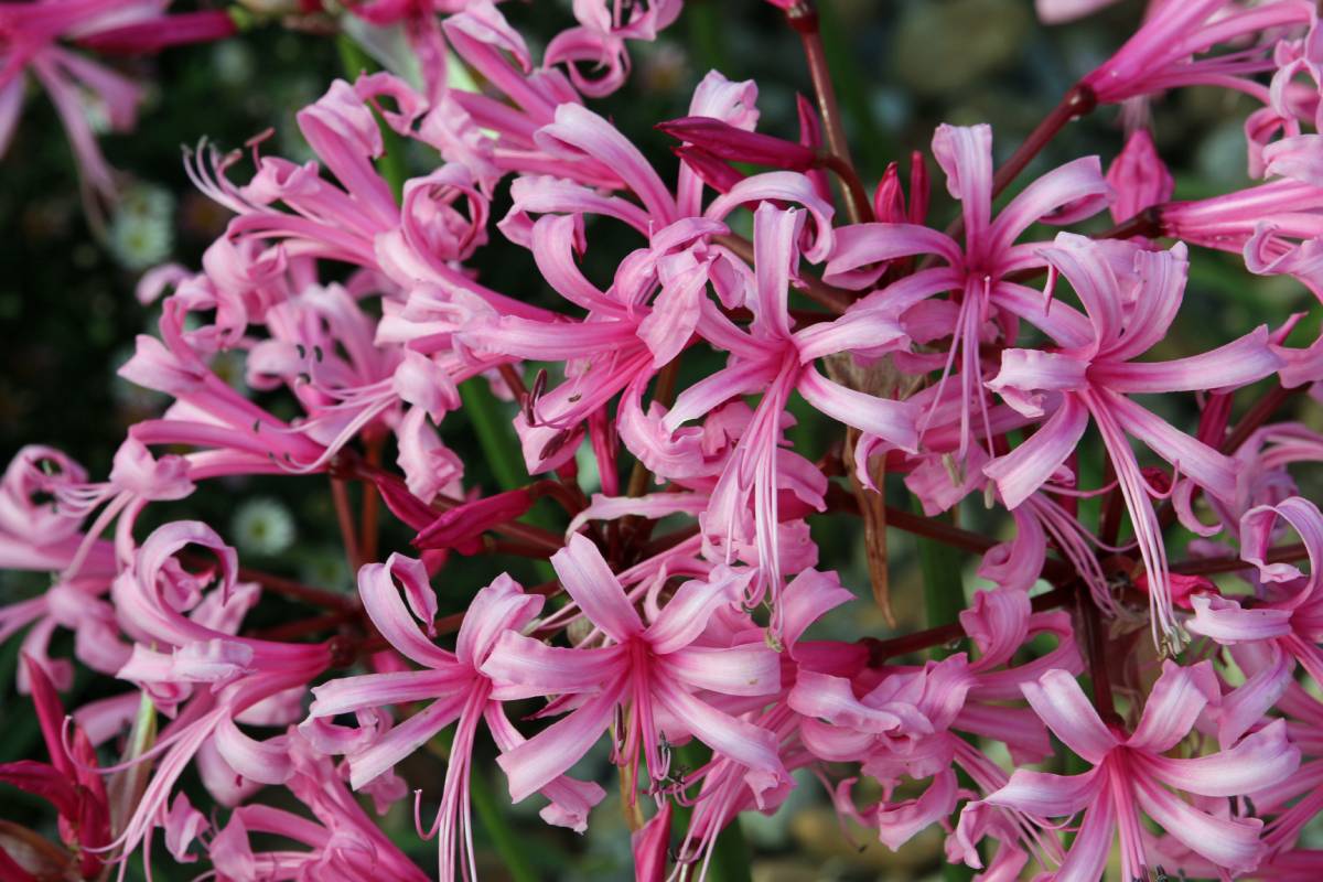Nerine, fiori autunnali