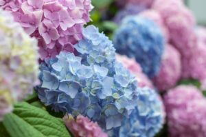 Ecco come avere ricche fioriture di ortensie anche l'anno prossimo