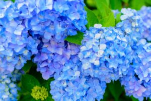 Curare le ortensie alla fine dell'estate