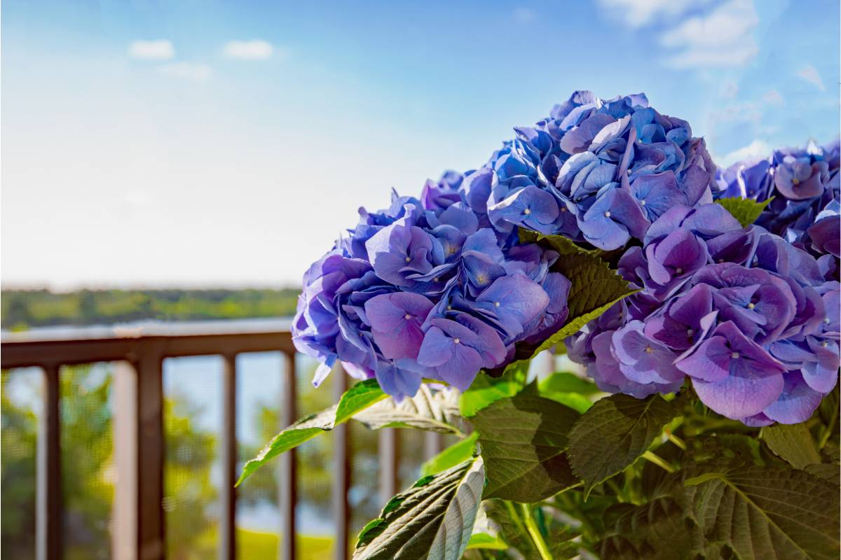 Fioriture autunnali