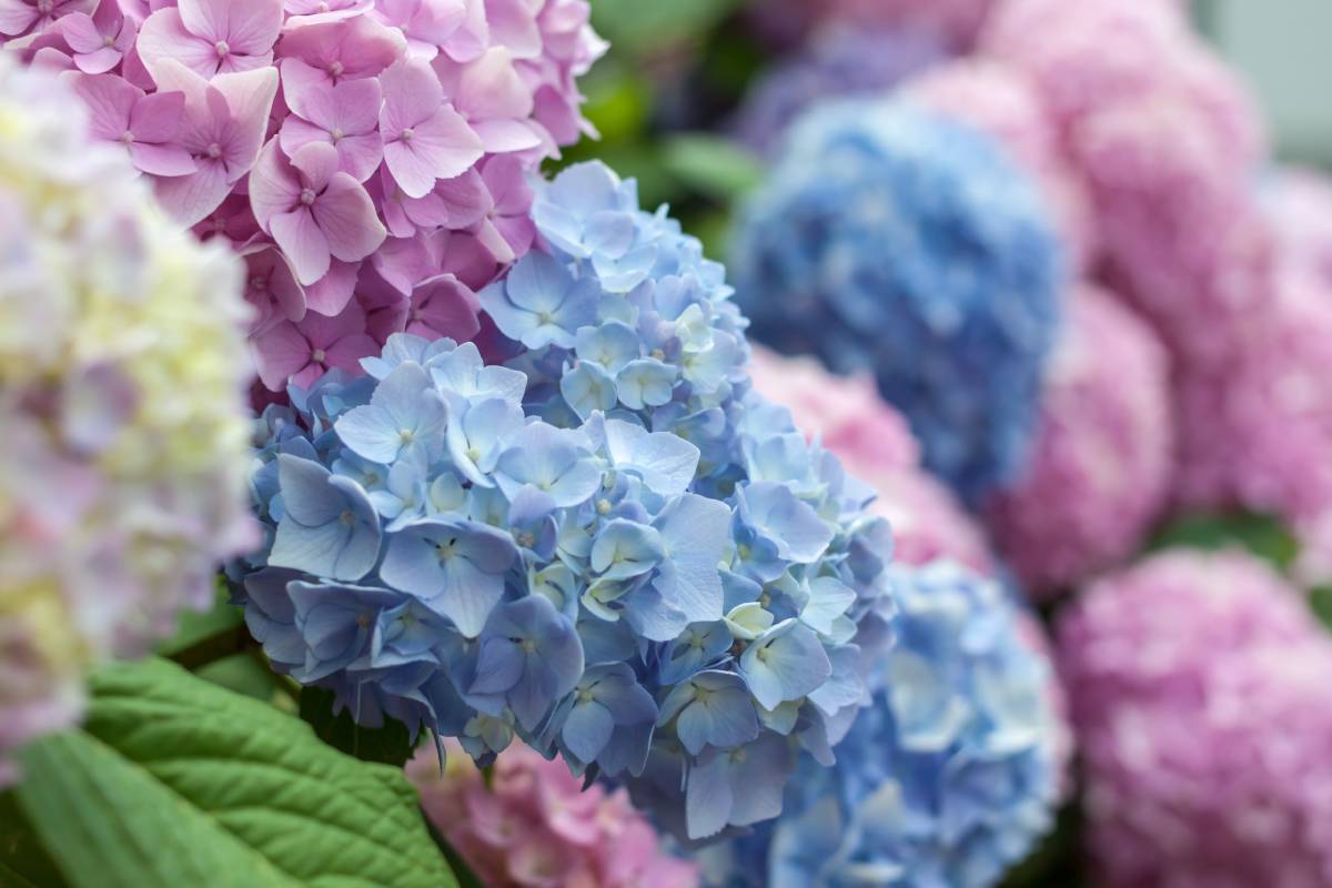 Ecco come avere ricche fioriture di ortensie anche l'anno prossimo