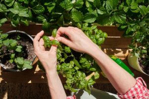 Orto sul bacone a settembre