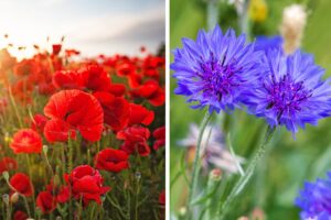I fiori da seminare in autunno