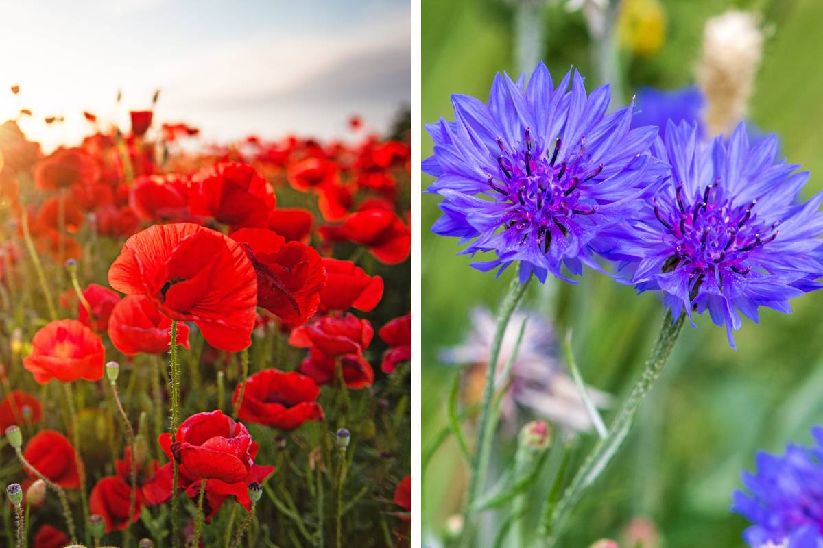 I fiori da seminare in autunno