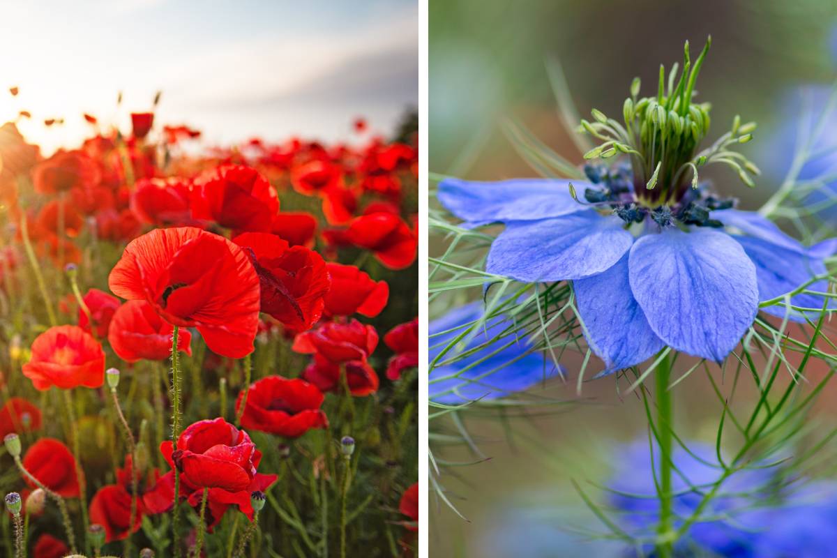 Fiori da seminare a settembre