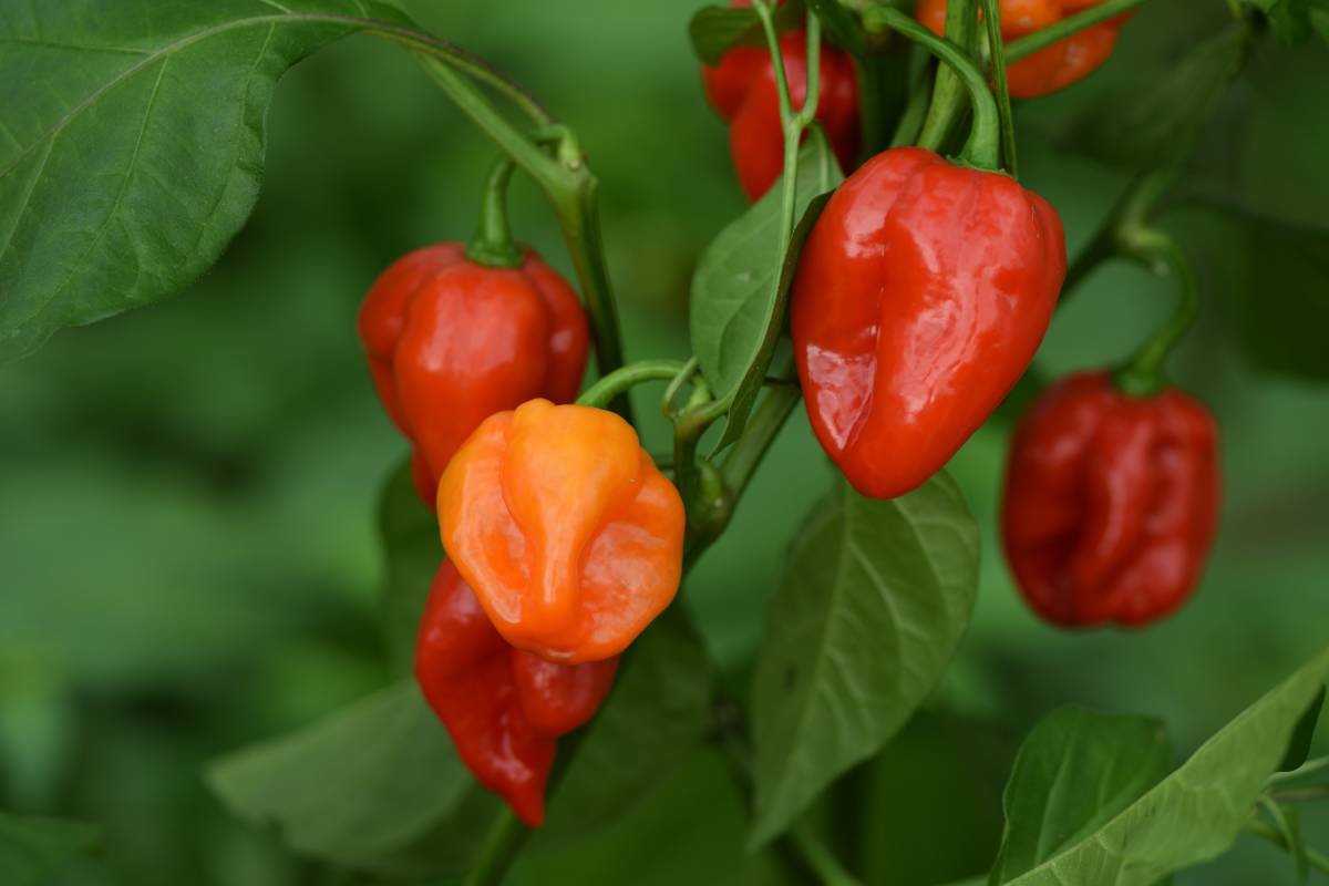 Peperoncini che si raccolgono adesso e si conservano per l'inverno