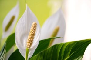 Le 6 piante che in casa debellano l'umidità