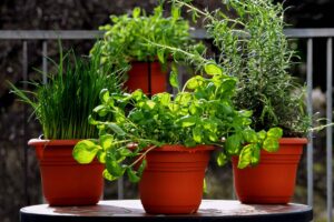 I concimi per le piante aromatiche