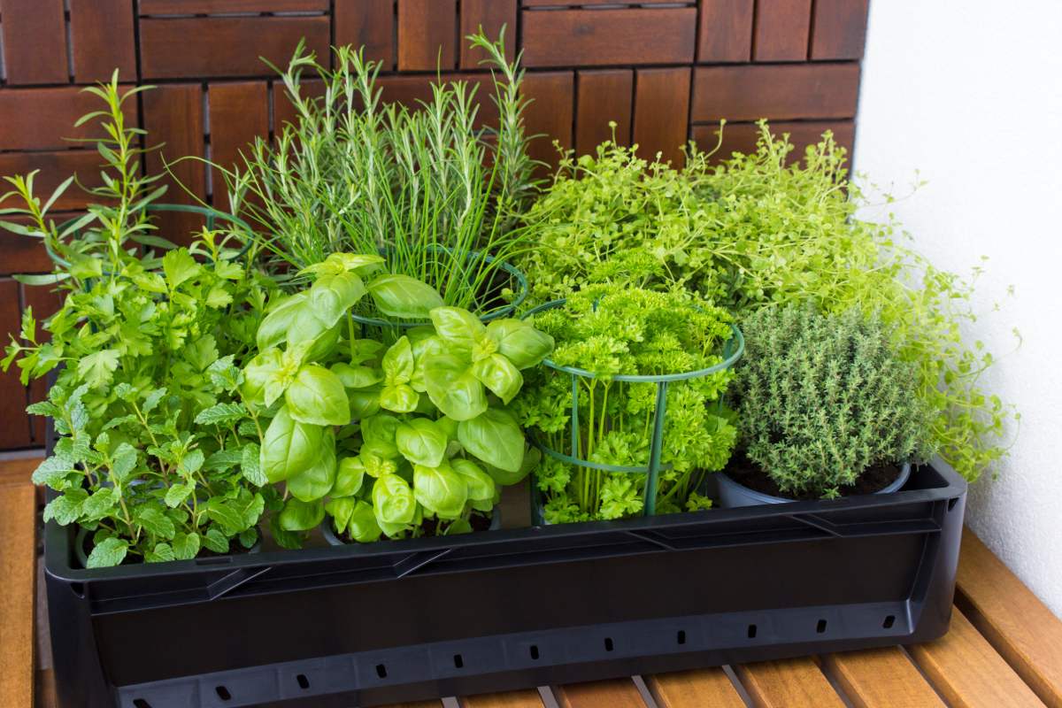 Concimare naturalmente le piante aromatiche