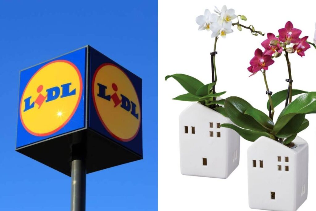 Mini Phalaenopsis da Lidl