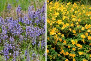 Le tappezzanti in autunno per un giardino fresco e senza erbacce