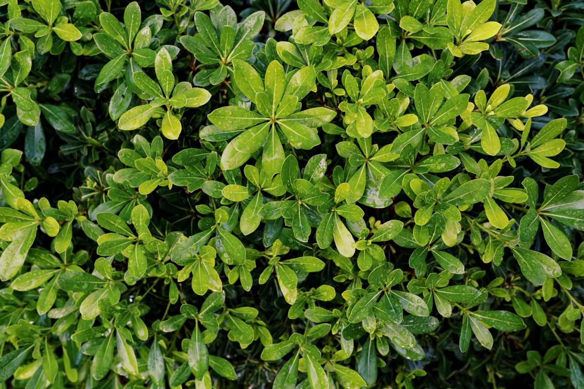Le piante sempreverdi per il balcone