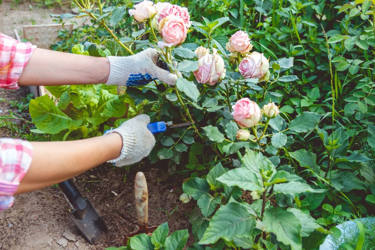 Liberare la pianta di rose da funghi e muffa