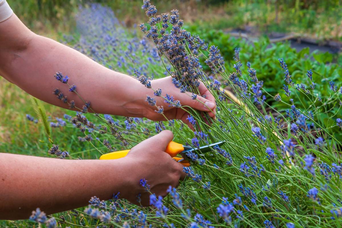 Come si pota la lavanda per rafforzarla in vista dell'autunno