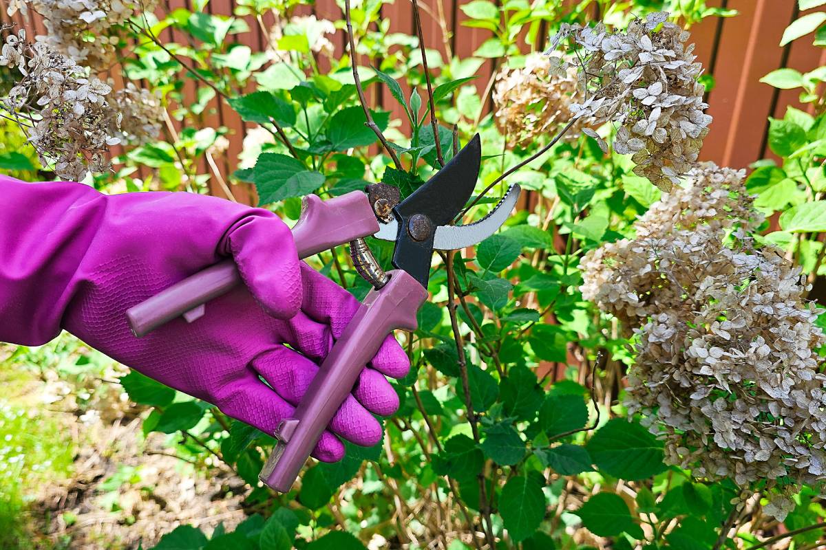Curare le ortensie ora per farle fiorire l'anno prossimo