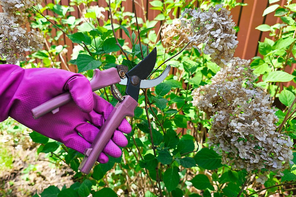 Curare le ortensie ora per averle belle l'anno prossimo