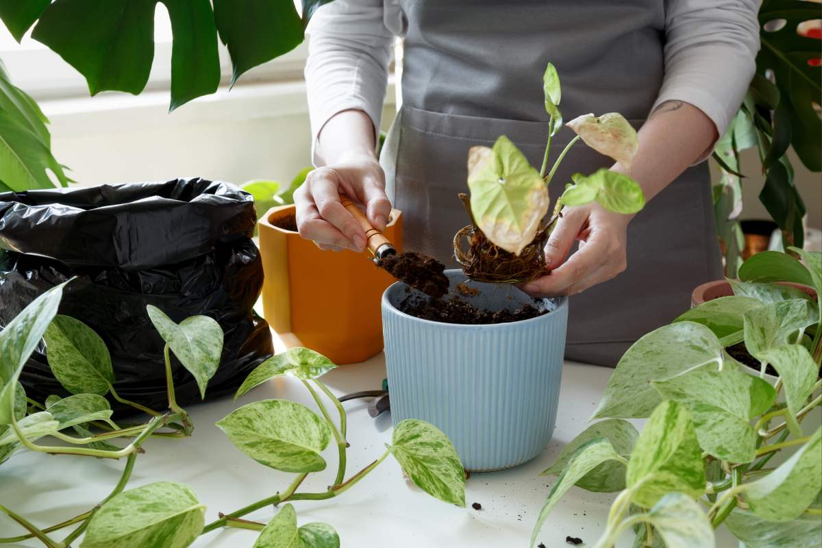 Combattere marciume e muffa nelle piante: ecco come