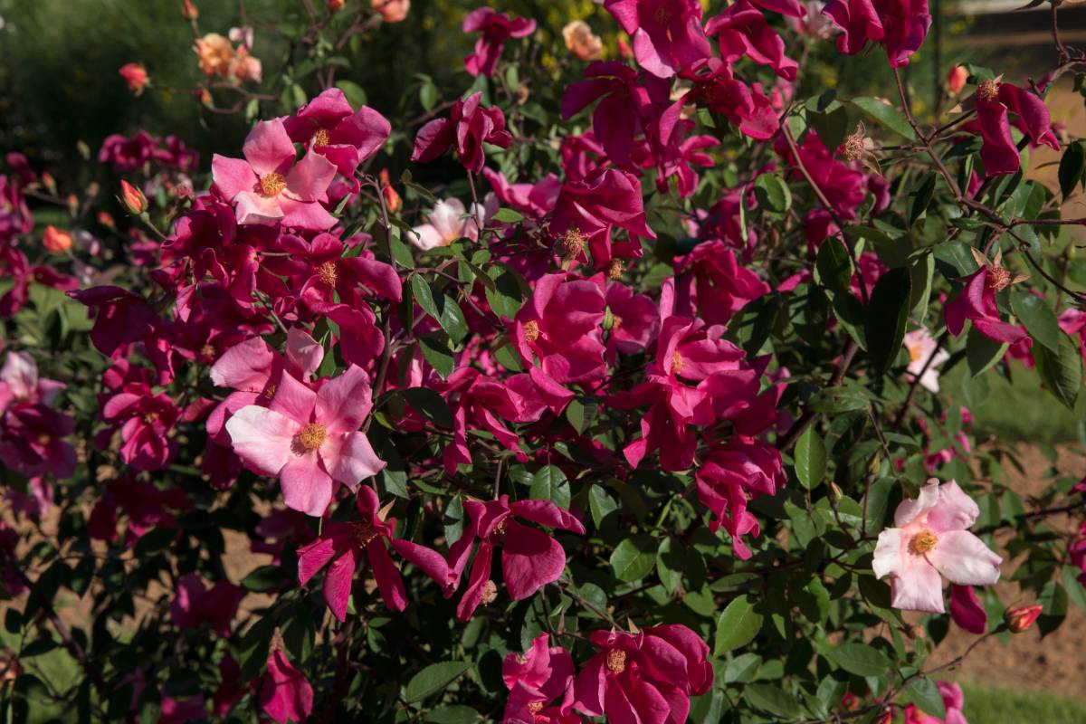 Arbusti in autunno: Rosa chinensis Mutabilis