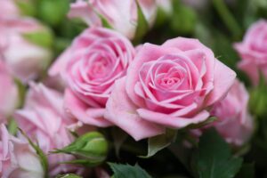 3 trucchi per aiutare le rose nel cambio di stagione