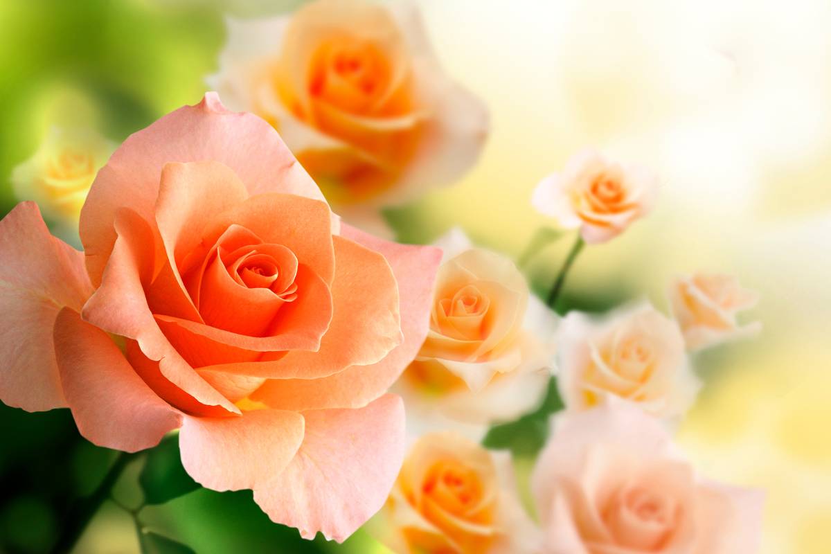 La cura delle rose a settembre contro muffa e freddo