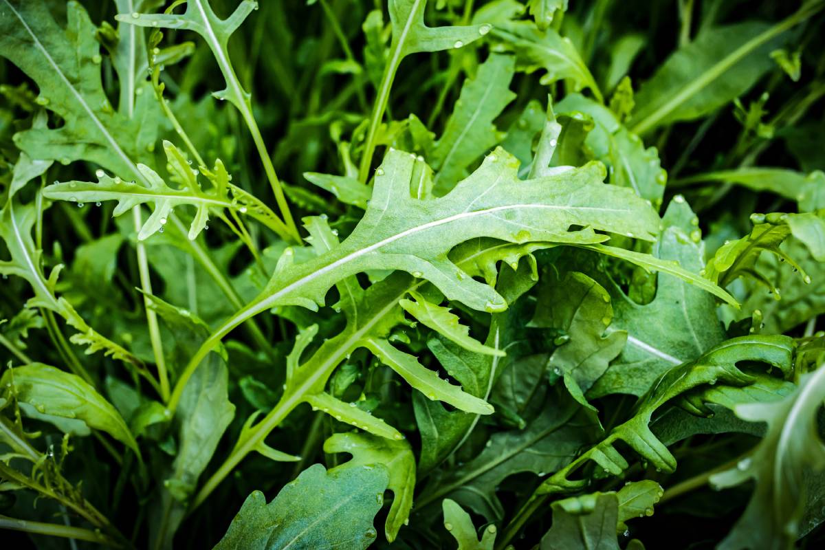 Rucola e spinaci nell'orto di settembre