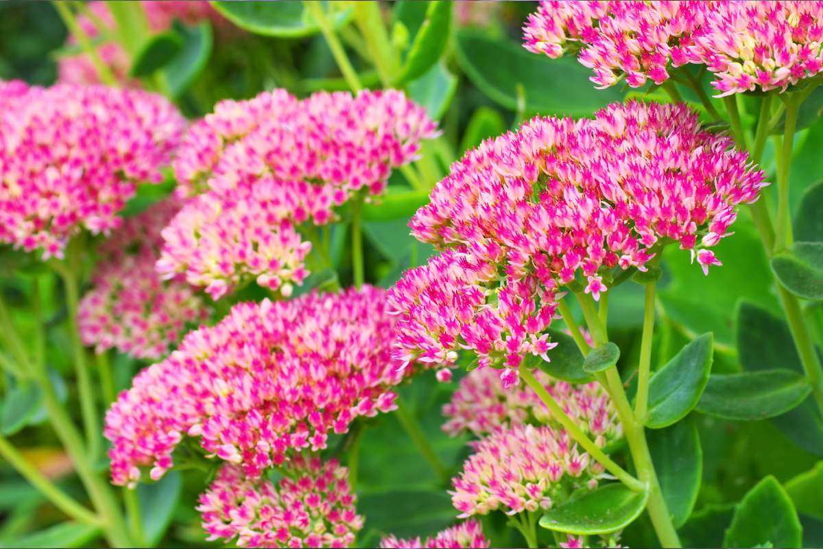 Fiori che durano fino ad ottobre