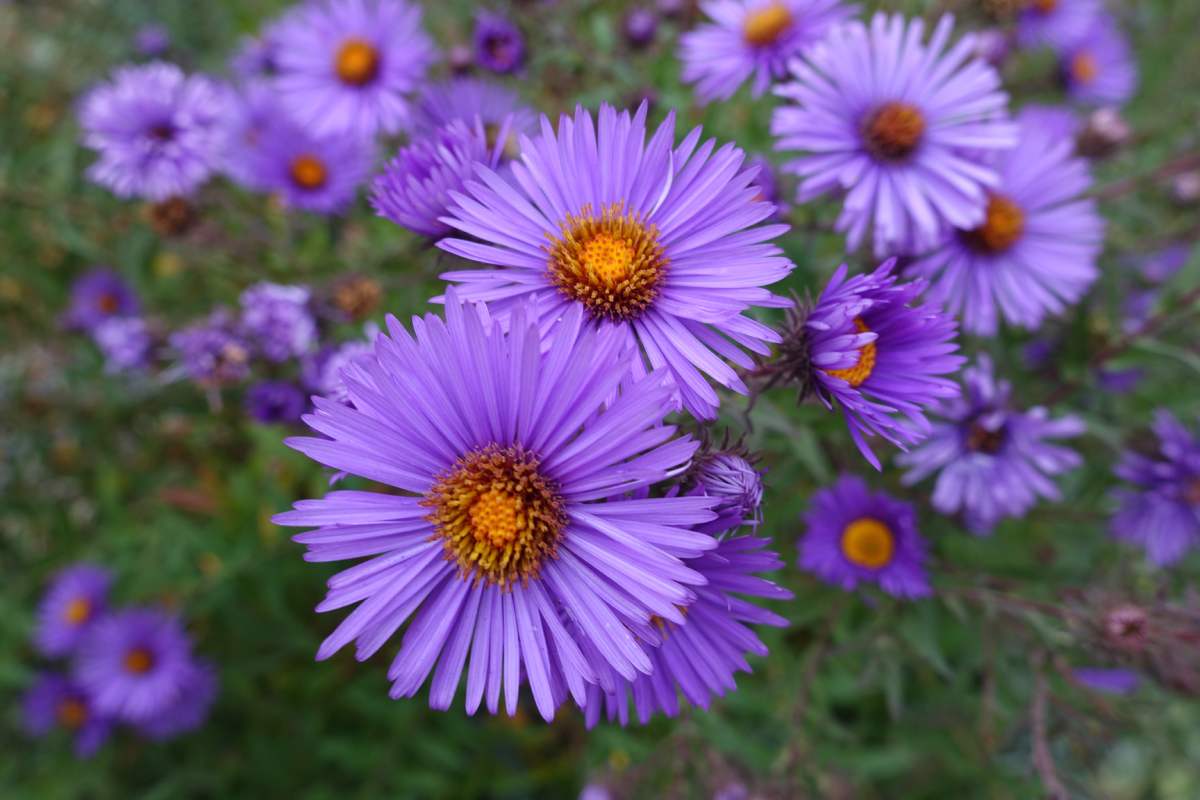 Fioriture di settembre che durano fino ad ottobre