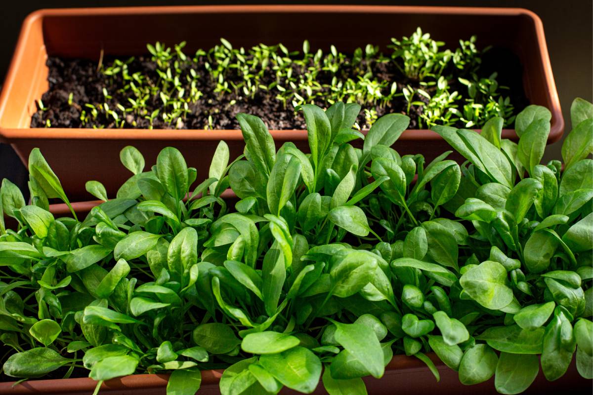 Coltivazione spinaci e rucola in vaso