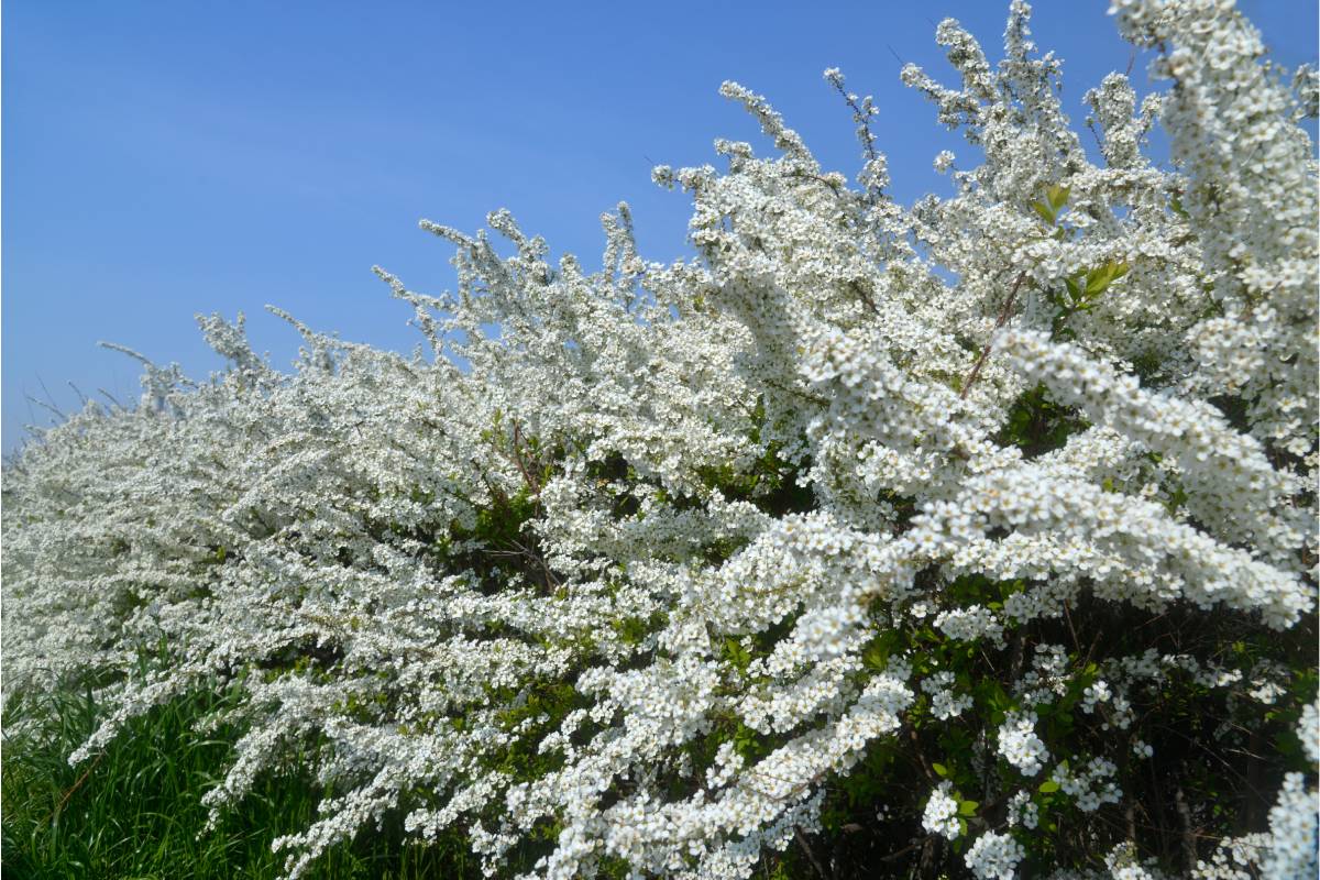 Arbusti fioriti in autunno: Spiraea thunbergii