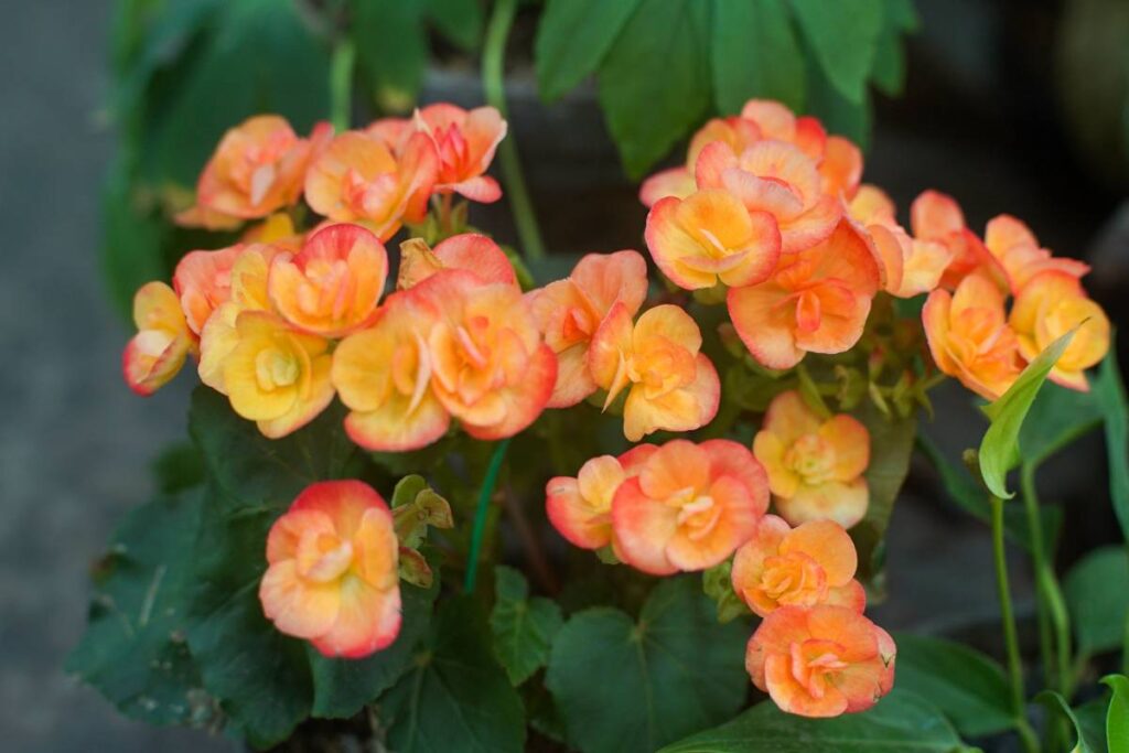 Begonia arancione