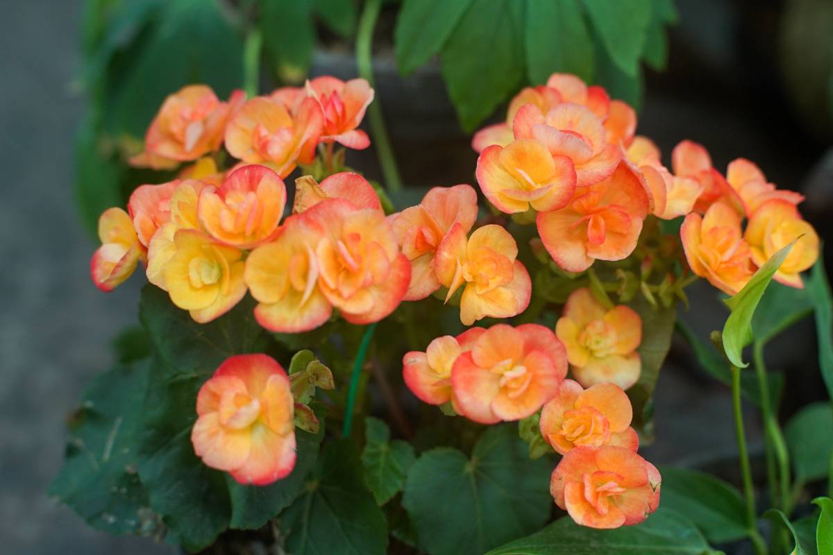 Begonia arancione