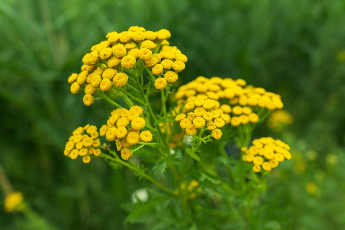 Fiori autunnali: il Tanacetum