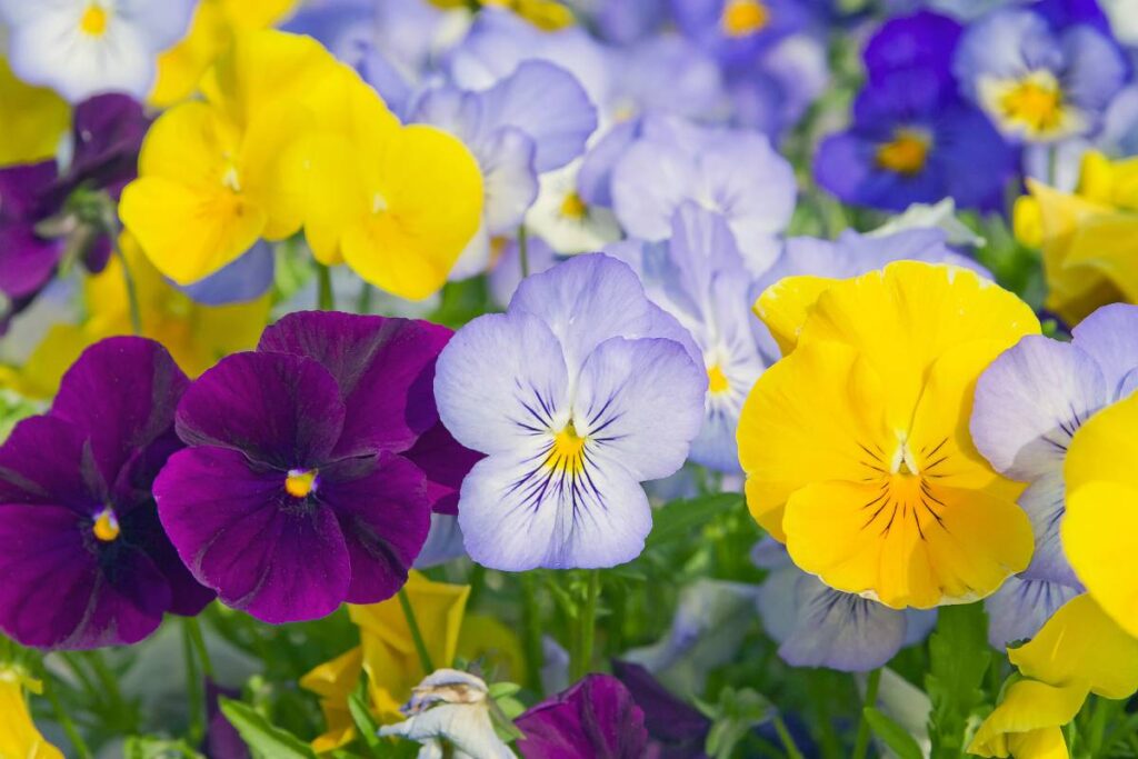 Come abbinare le viole in vaso