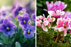 Quando mettere a dimora viole e ciclamini