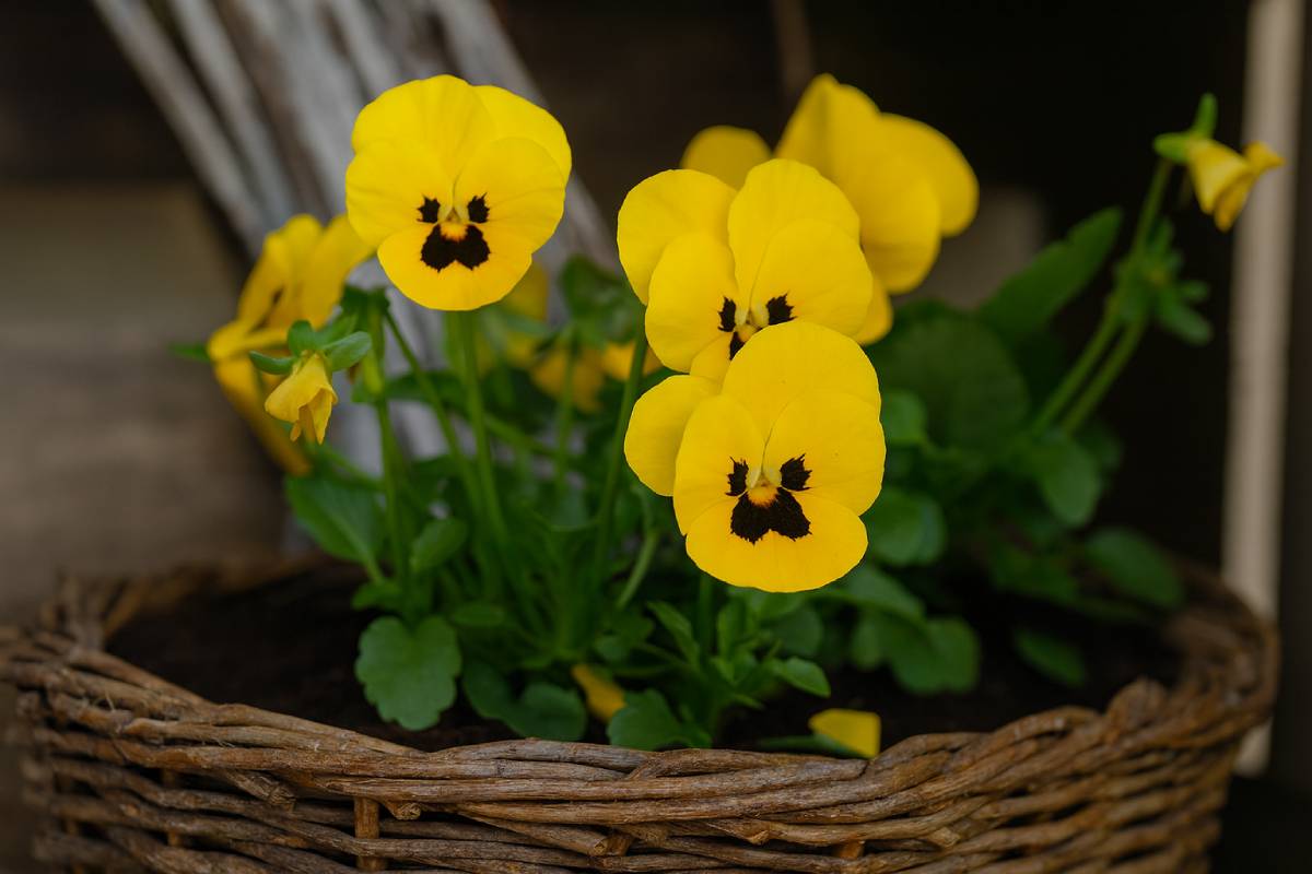 Come si dispongono le viole per ottenere effetti visivi da sogno