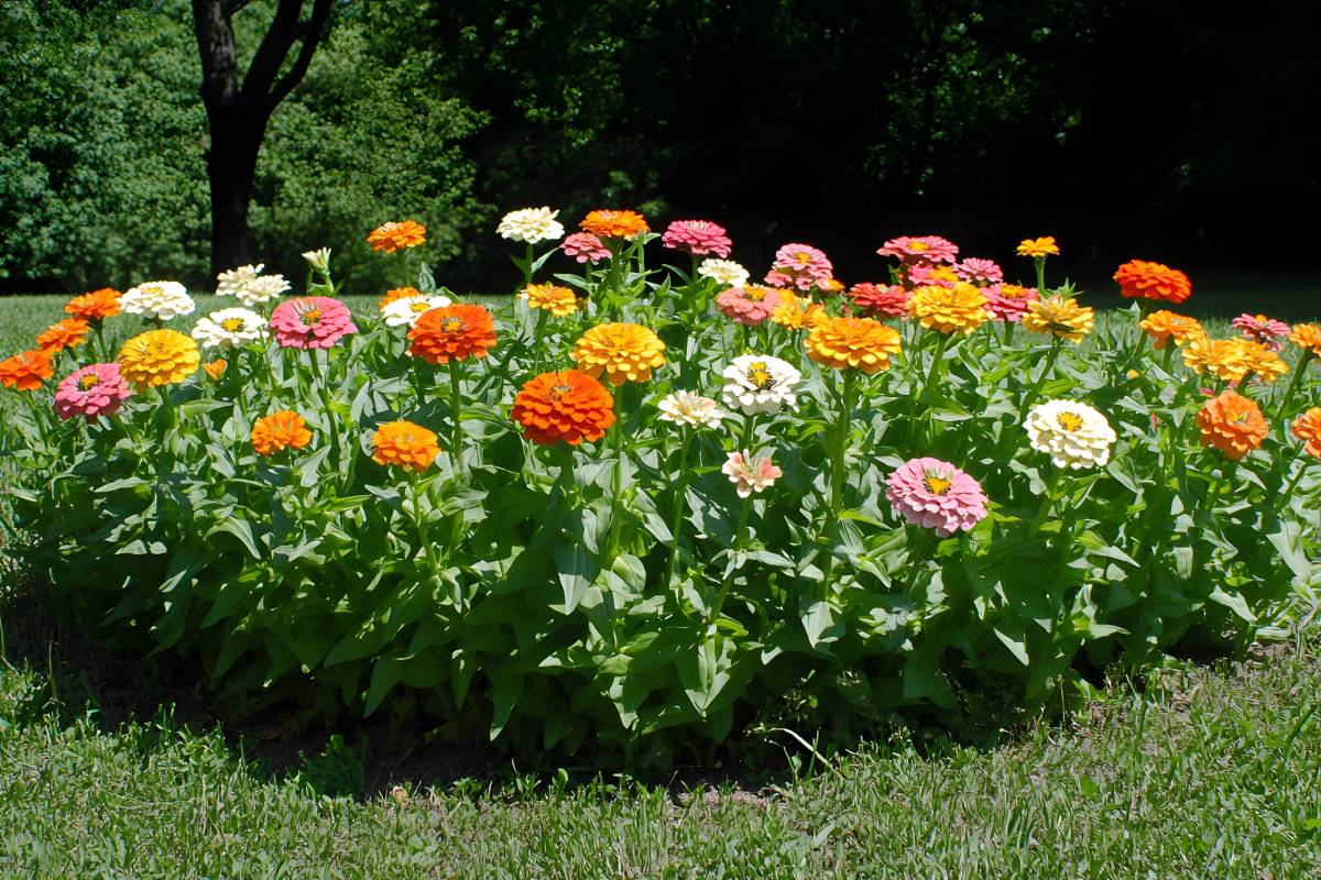 Aiuole e balconi colorati da fiori che durano fino all'autunno pieno