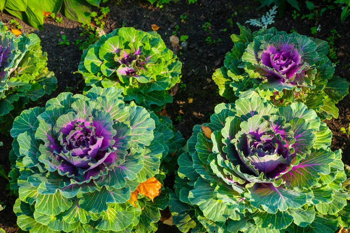A settembre ci sono fiori che durano fino ad autunno inoltrato