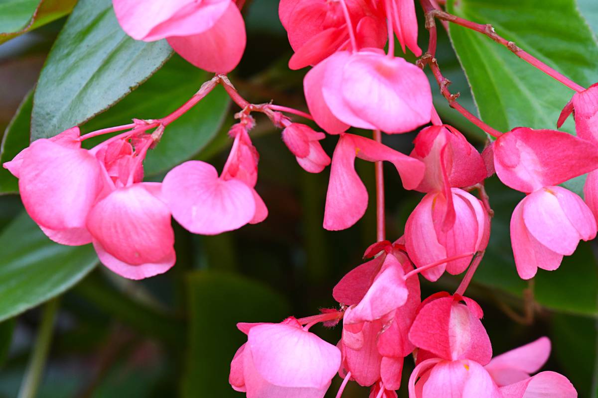 Begonia dragon wing